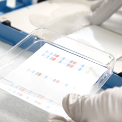 Выбор за тобой: Western Blot или ночной кошмар