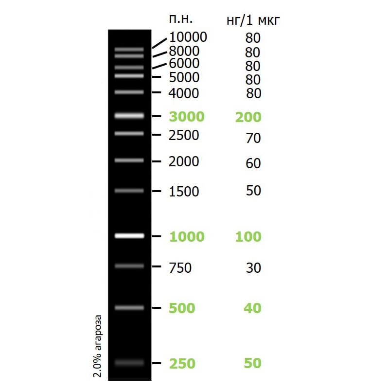 Маркеры длины ДНК Sky-High (13 фрагментов от 250 до 10 000 п.н.)