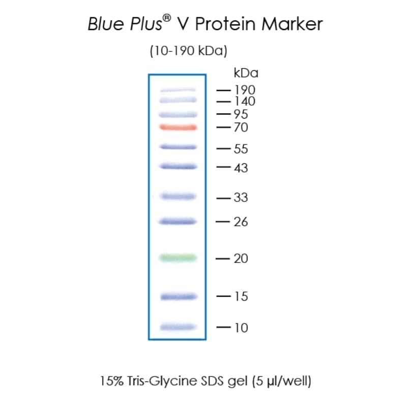 Окрашенные маркеры молекулярной массы белков Blue Plus® V Protein Marker (10-190 kDa)