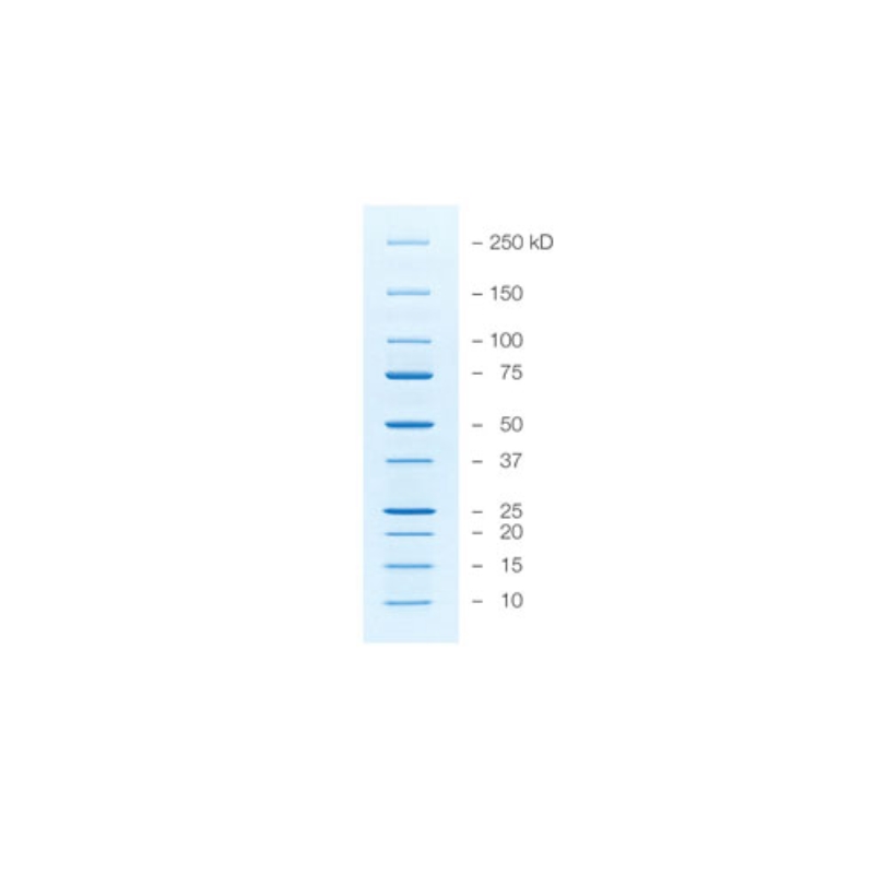 Неокрашенные маркеры молекулярной массы белков Precision Plus Protein™ Unstained, Strep-таг, 10–250 кДа