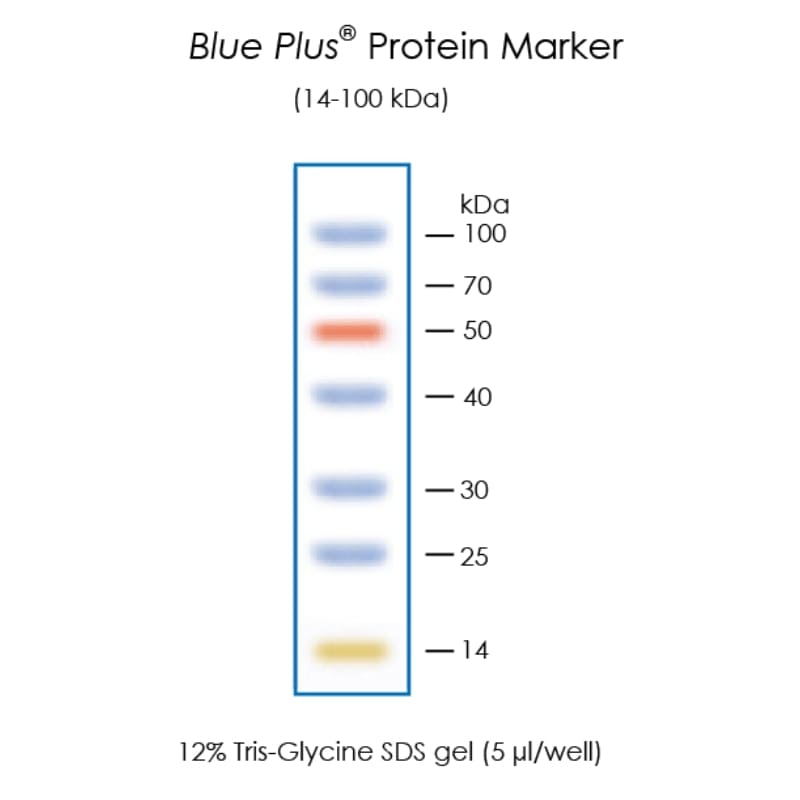 Окрашенные маркеры молекулярной массы белков Blue Plus® Protein Marker (14-100 kDa)