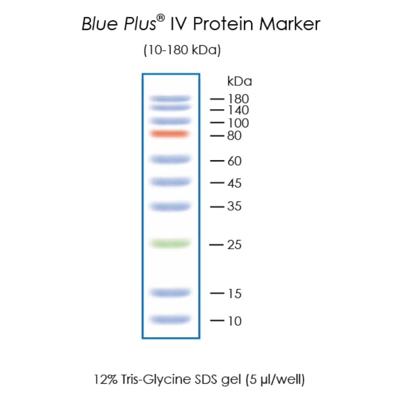 Окрашенные маркеры молекулярной массы белков Blue Plus® IV Protein Marker (10-180 kDa)
