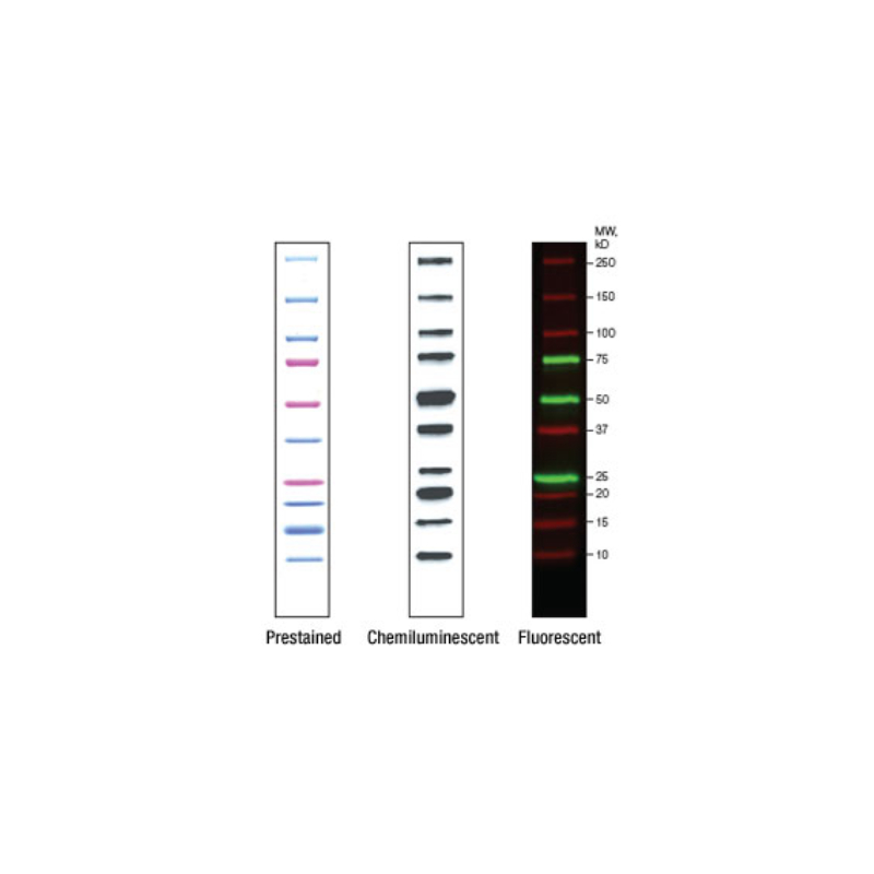 Маркеры молекулярной массы белков Precision Plus Protein™ WesternC™ для вестерн-блоттинга, 10-250 кДа