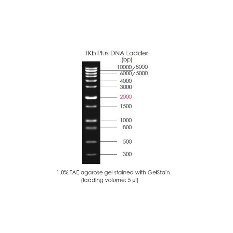 Маркеры длины ДНК 1Kb Plus DNA Ladder (12 фрагментов от 300 до 10 000 п.н.)
