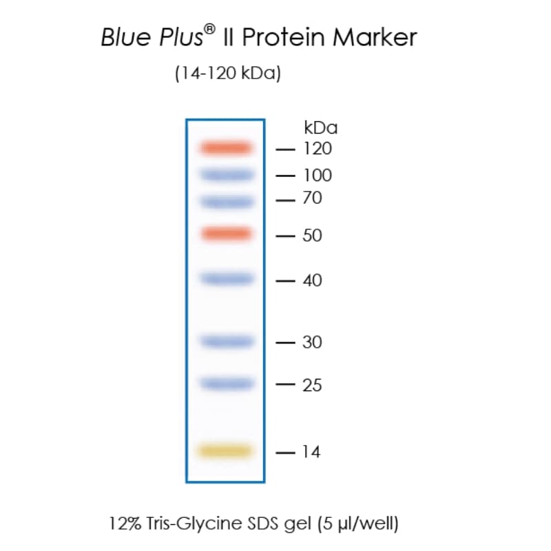 Окрашенные маркеры молекулярной массы белков Blue Plus® II Protein Marker (14-120 kDa)