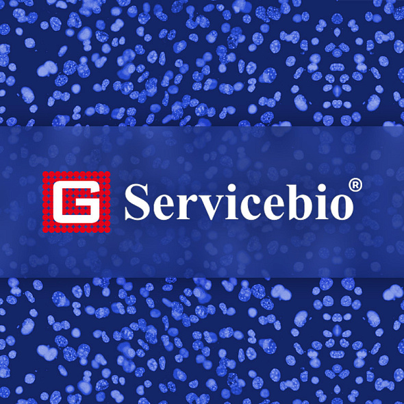 Представляем новый бренд – Servicebio Technology!