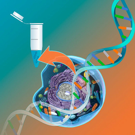 Выделение и очистка нуклеиновых кислот: как правильно выбрать метод?